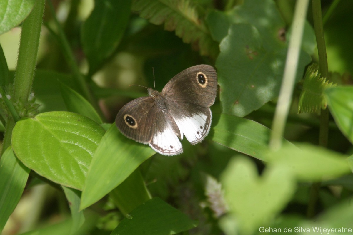 Ypthima ceylonica Hewitson, 1864